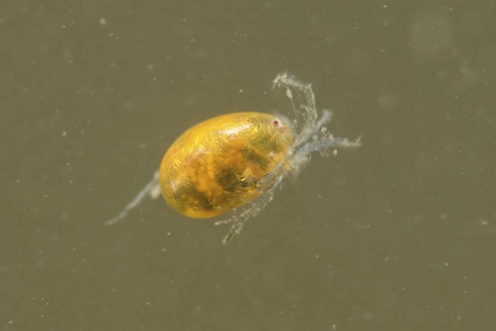 Водяные клещи (Hydrachnidae) – морские и пресноводные виды как выглядят чем питаются опасны ли для человека личинка