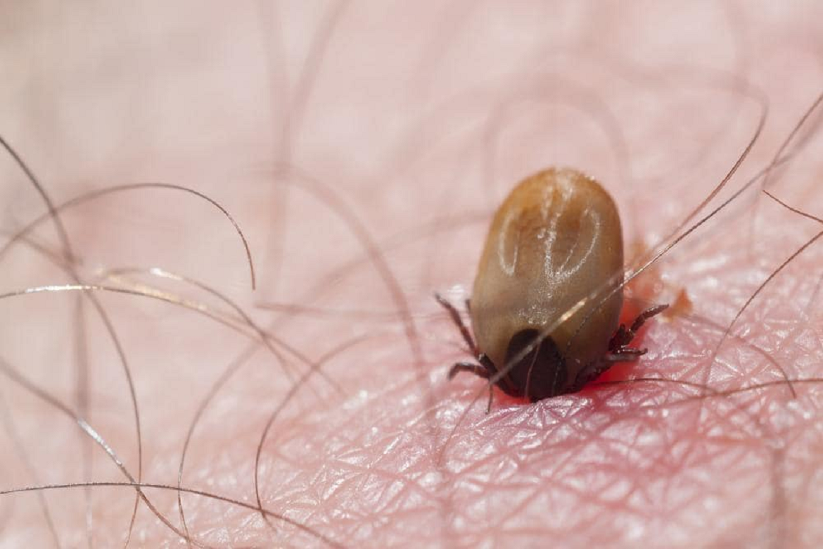 Напившийся крови клещ – как выглядит (фото), может ли сам отвалиться после укуса, присосавшаяся самка