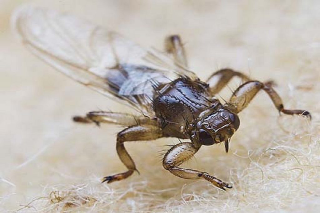 Насекомые (жуки), похожие на клещей – опасны или нет, как от них избавиться, оленья кровососка