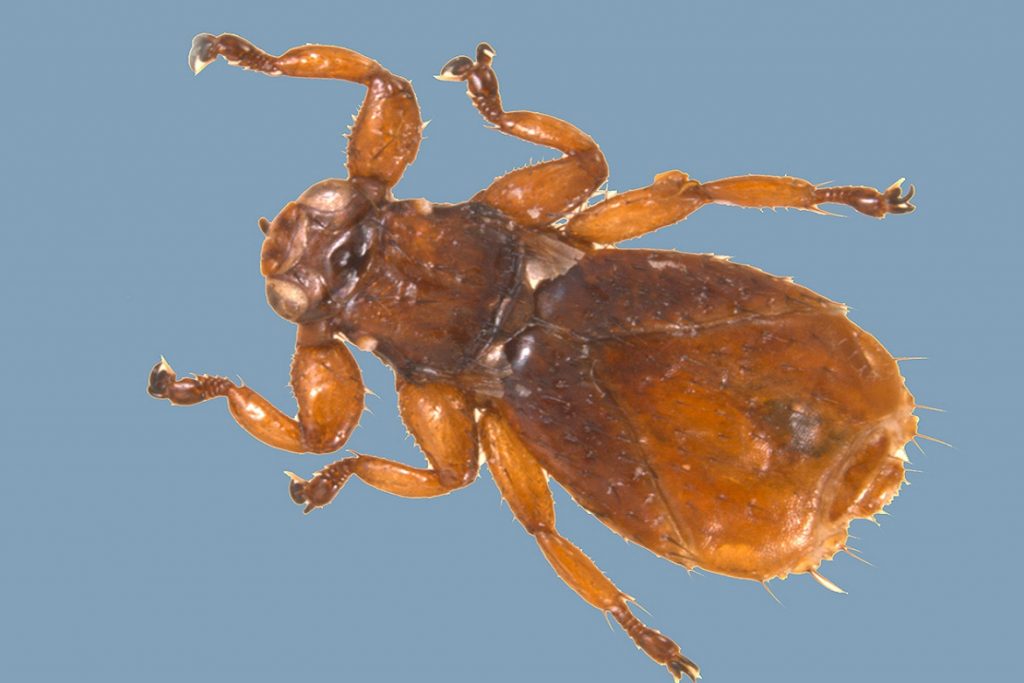 Насекомые (жуки), похожие на клещей – опасны или нет, как от них избавиться лосиный клещ