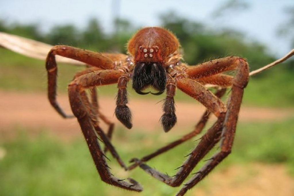 Насекомые (жуки), похожие на клещей – опасны или нет, как от них избавиться истинный паук