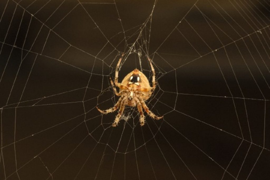 Насекомые (жуки), похожие на клещей – опасны или нет, как от них избавиться, паук на паутине