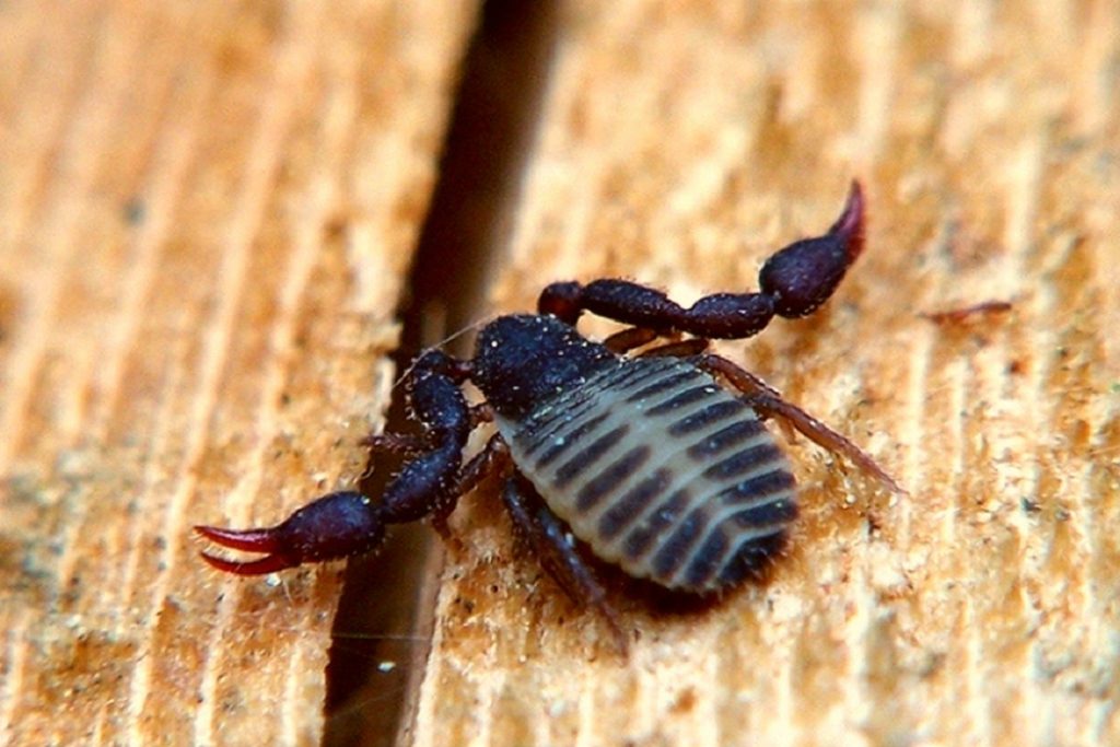 Насекомые (жуки), похожие на клещей – опасны или нет, как от них избавиться, книжный ложноскорпион