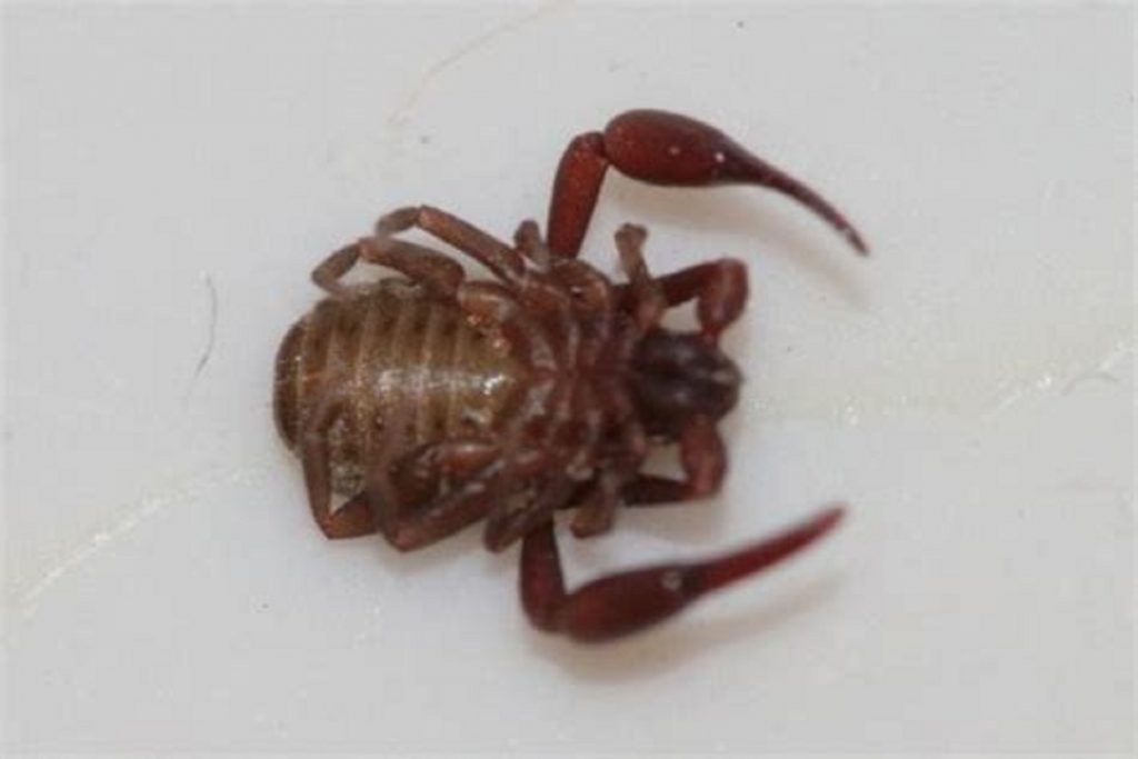 Насекомые (жуки), похожие на клещей – опасны или нет, как от них избавиться, ложноскорпион на спинке