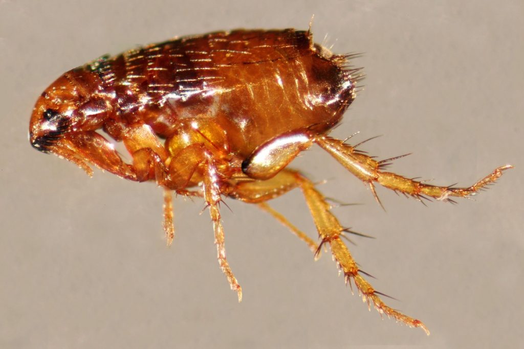 Насекомые (жуки), похожие на клещей – опасны или нет, как от них избавиться, блохи