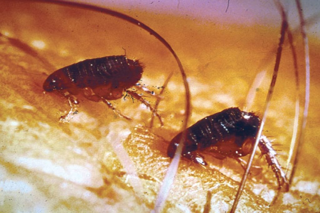 Насекомые (жуки), похожие на клещей – опасны или нет, как от них избавиться, кусающие блохи
