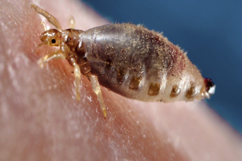 Насекомые (жуки), похожие на клещей – опасны или нет, как от них избавиться, платяная вошь