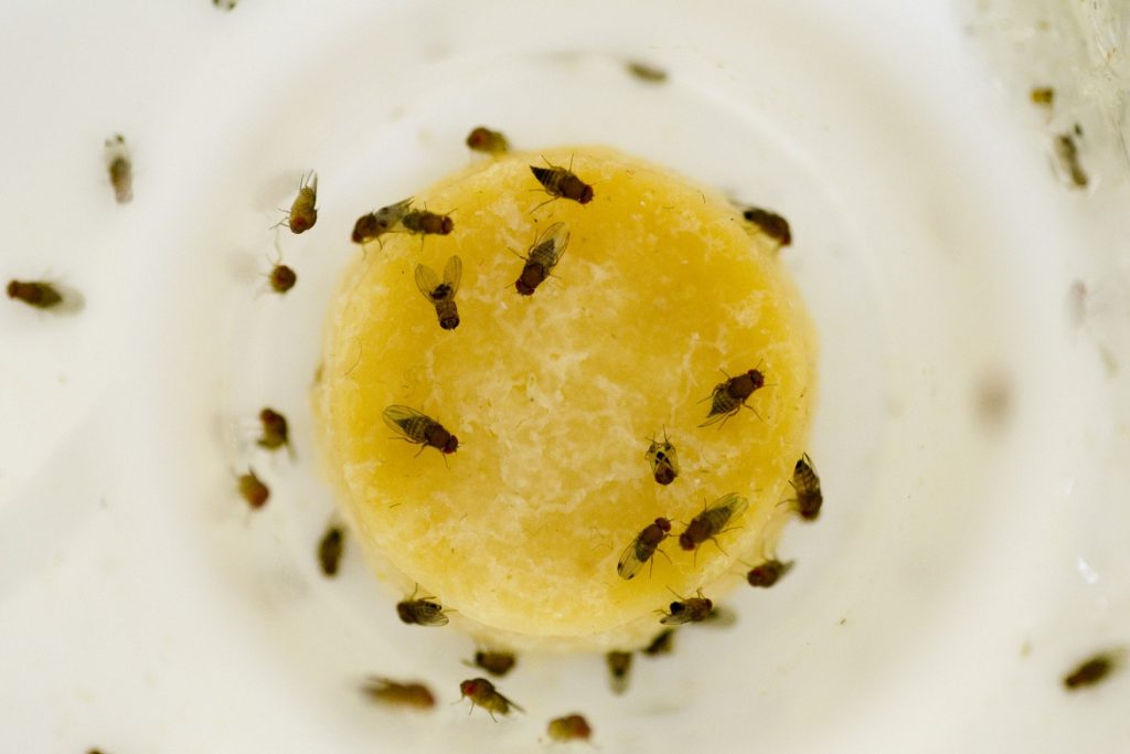 Насекомые (жуки), похожие на клещей – опасны или нет, как от них избавиться, скопление плодовых мушек