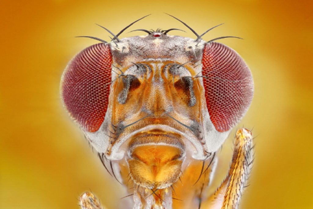 Насекомые (жуки), похожие на клещей – опасны или нет, как от них избавиться, голова плодовой мушки