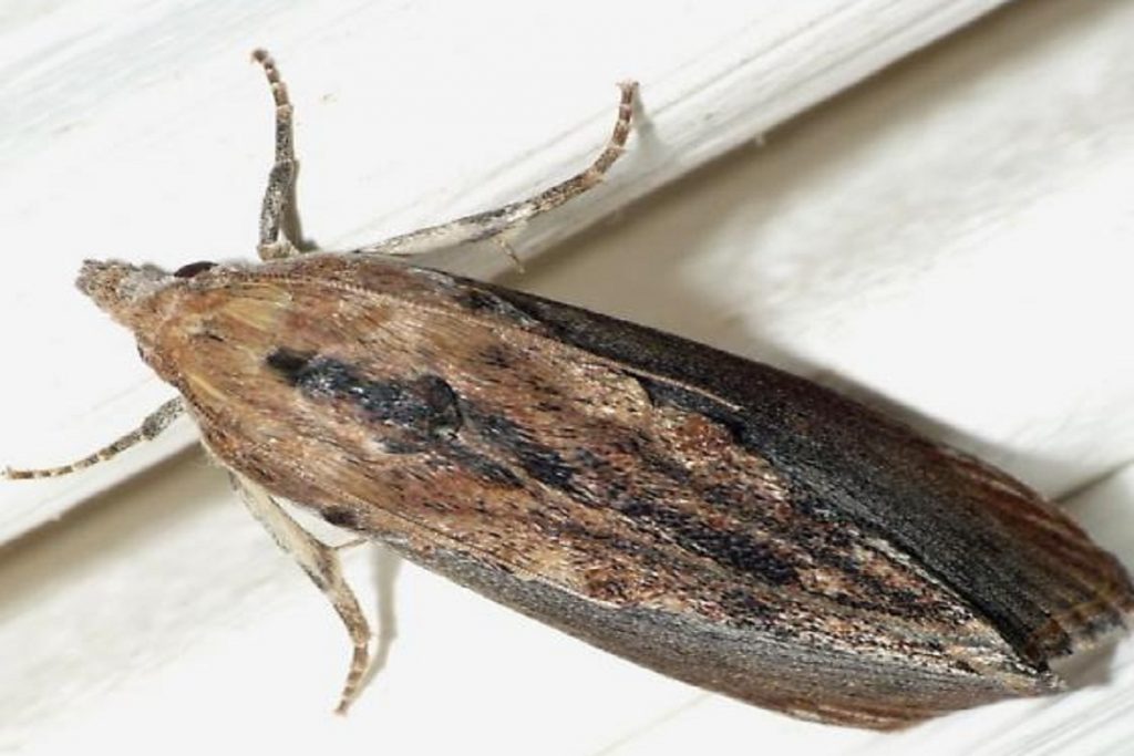 Насекомые (жуки), похожие на клещей – опасны или нет, как от них избавиться, восковая моль