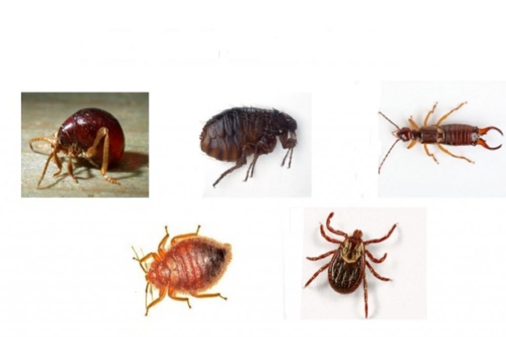 Насекомые (жуки), похожие на клещей – опасны или нет, как от них избавиться безопасно