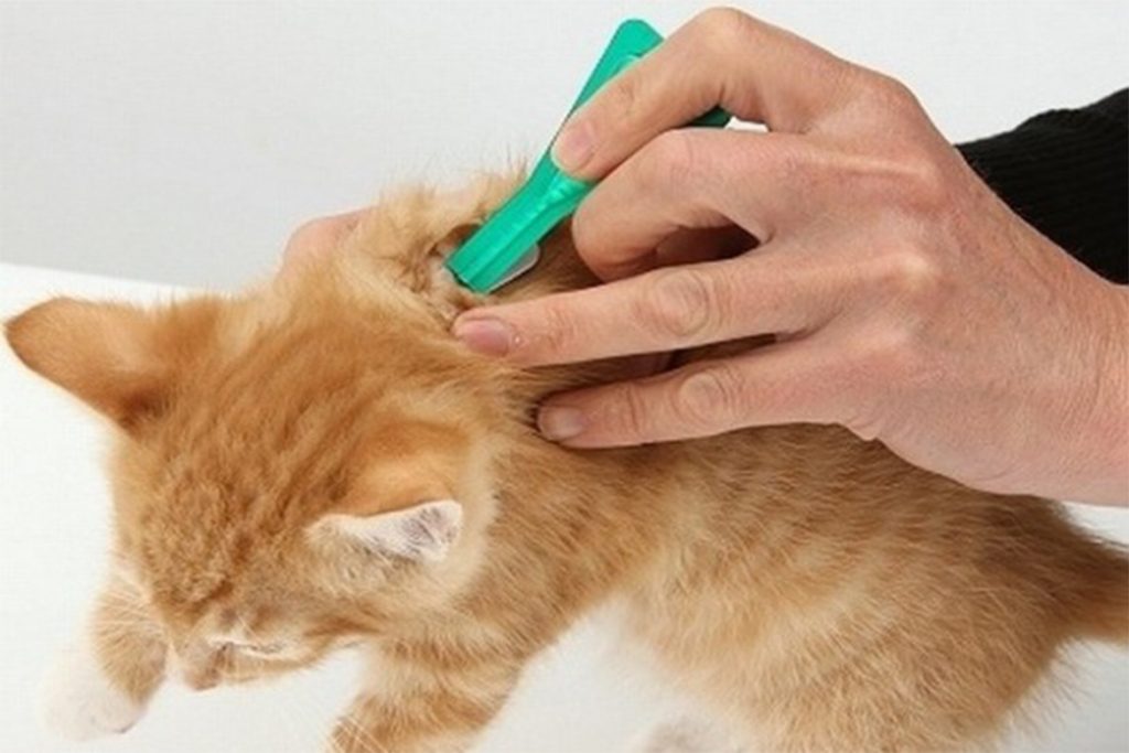 10 лучших средств от клещей для кошек и котят советы ветеринаров капли