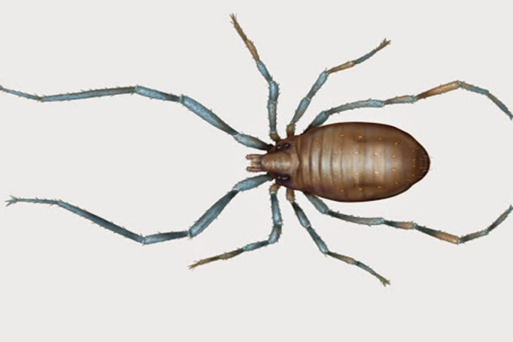 21 вид клещей, паразитирующих на животных и человеке - Opilioacarida