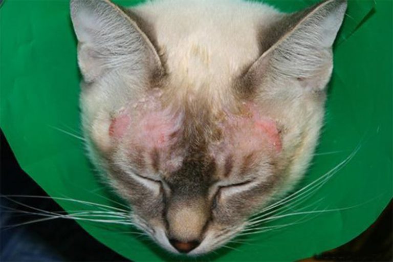 Подкожный клещ у кота симптомы и лечение фото
