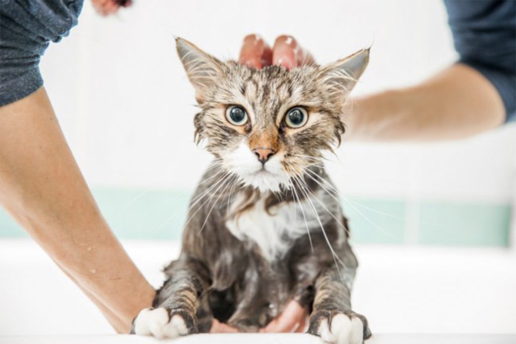4 вида подкожного клеща у кошек и котов: кто беспокоит животное, как обезвредить, меры профилактики мытье кота