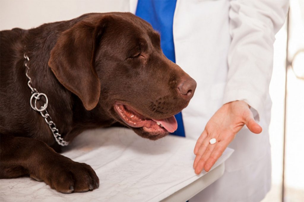 5 лучших способов, чем защитить (обработать) собаку от клещей препараты для приема внутрь