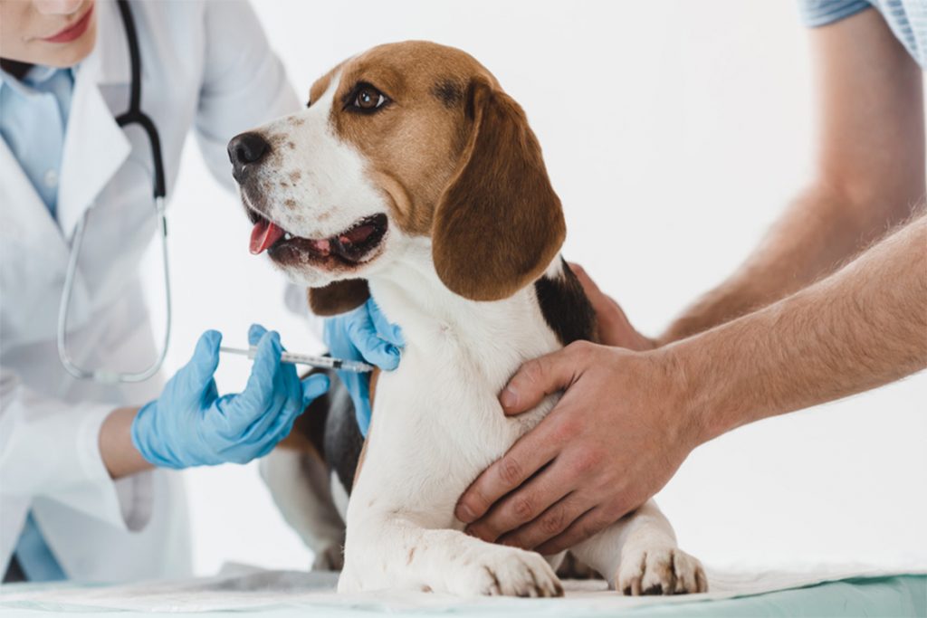 5 лучших способов, чем защитить (обработать) собаку от клещей профилактика вакцинация
