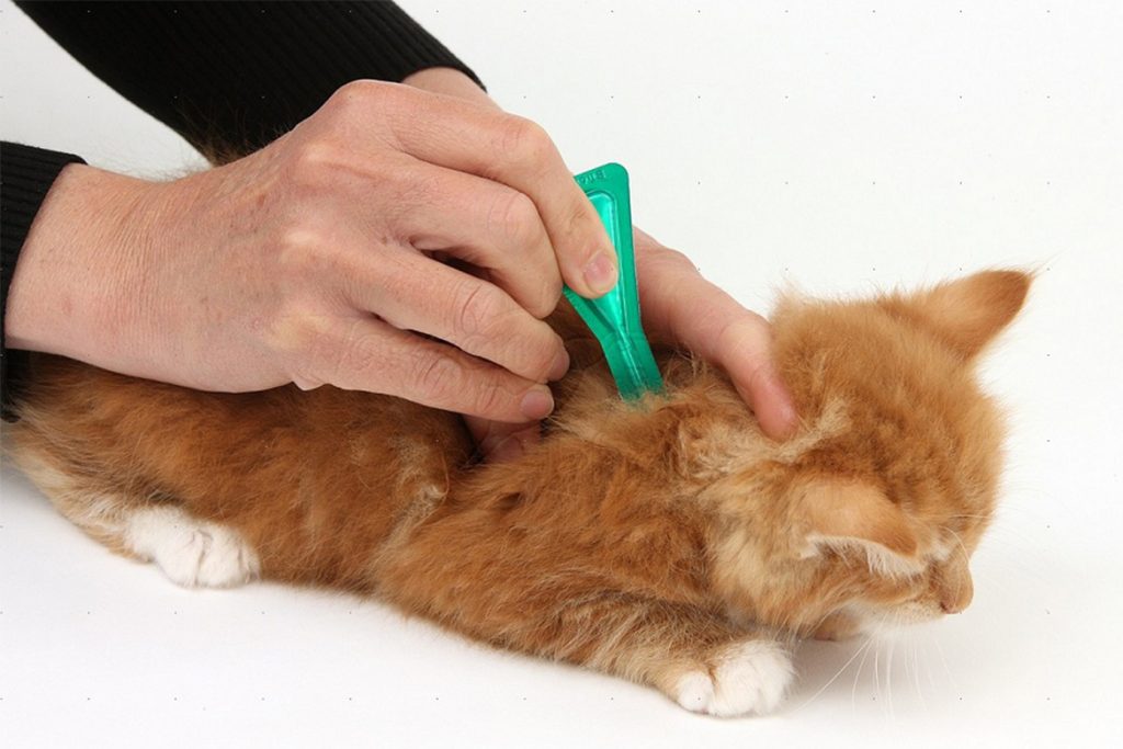 7 лучших капель на холку от клещей для кошек и котят советы ветеринаров о мерах предосторожности