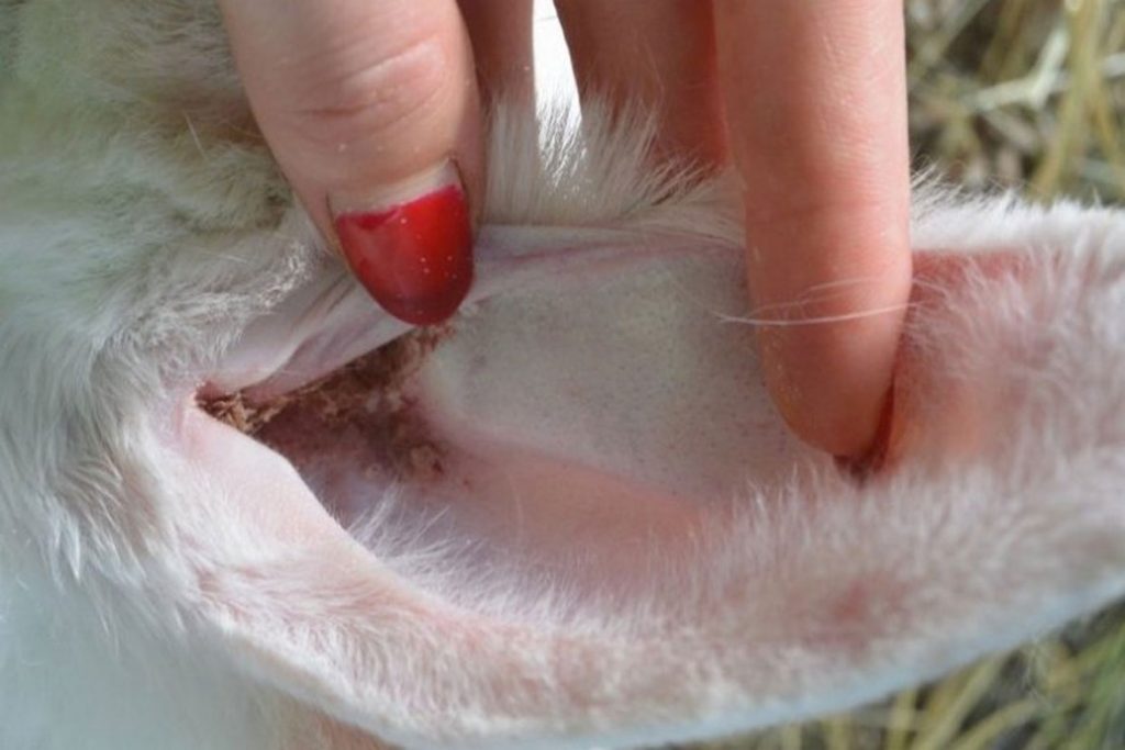 Чем лечить коросты в ушах у кролика от ушного клеща - причина заражения