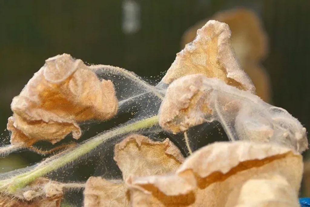 Последствие на растении от паутинных клещей - поражение