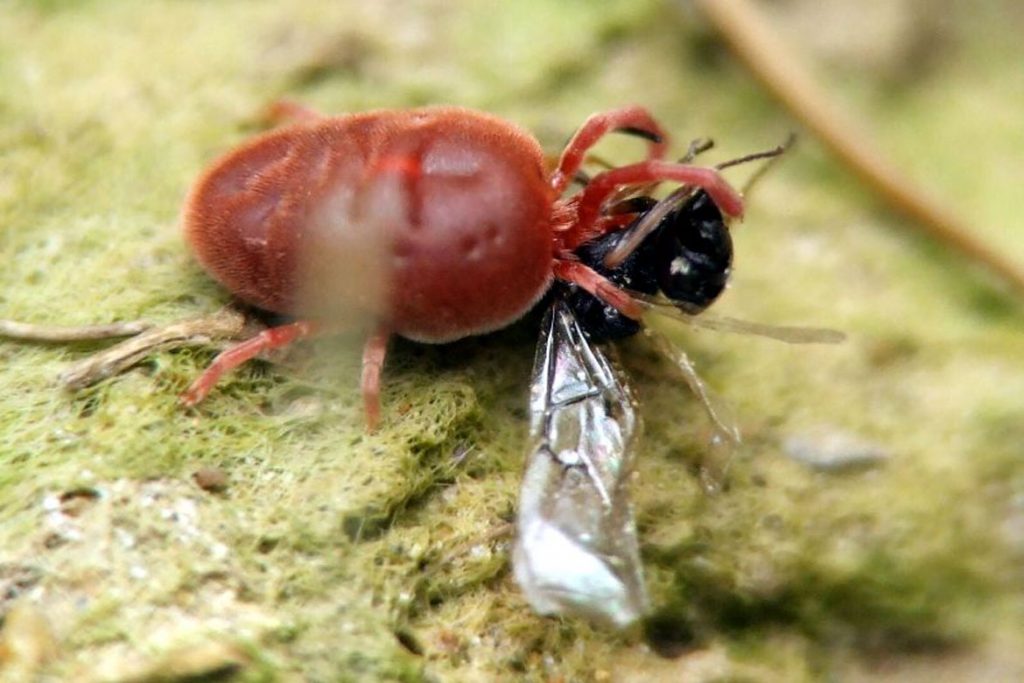 Клещи-краснотелки – кровососущие паразиты, фото - поражение
