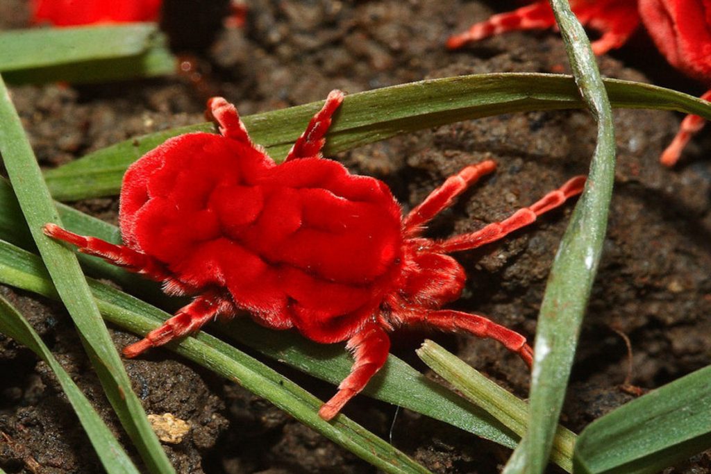Клещи-краснотелки – кровососущие паразиты, фото - вид