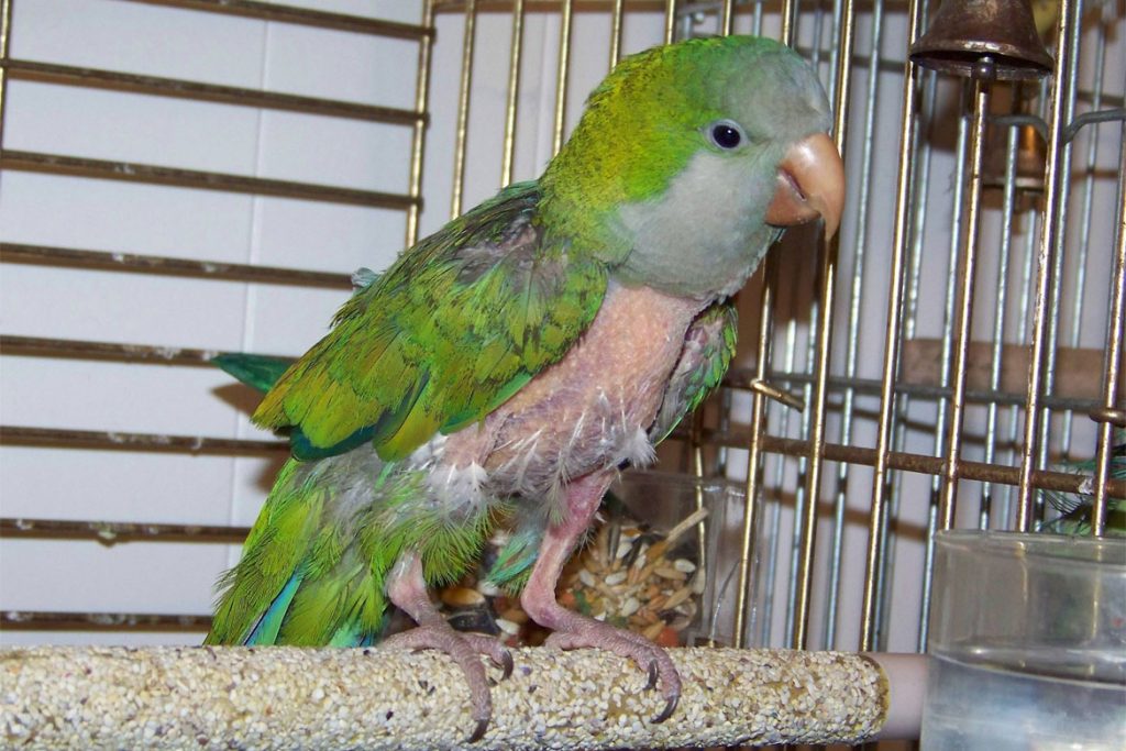 Поражение клещом волнистого попугая – причины