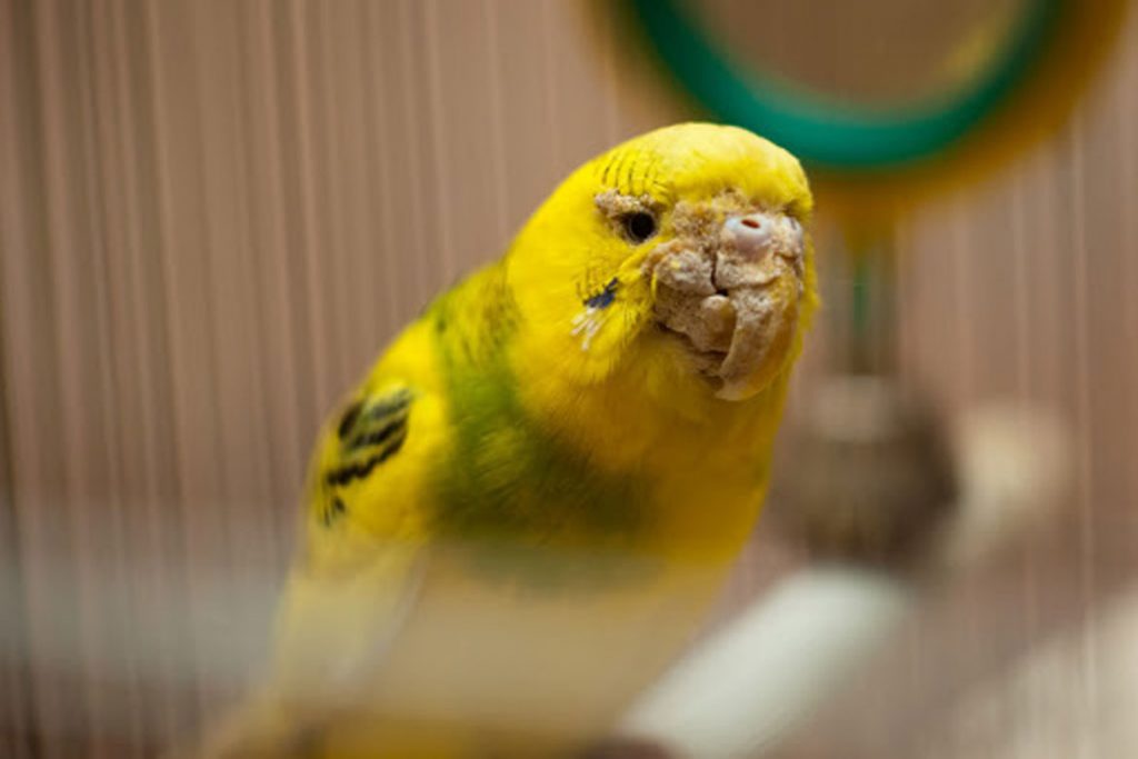 Поражение клещом волнистого попугая – профилактика