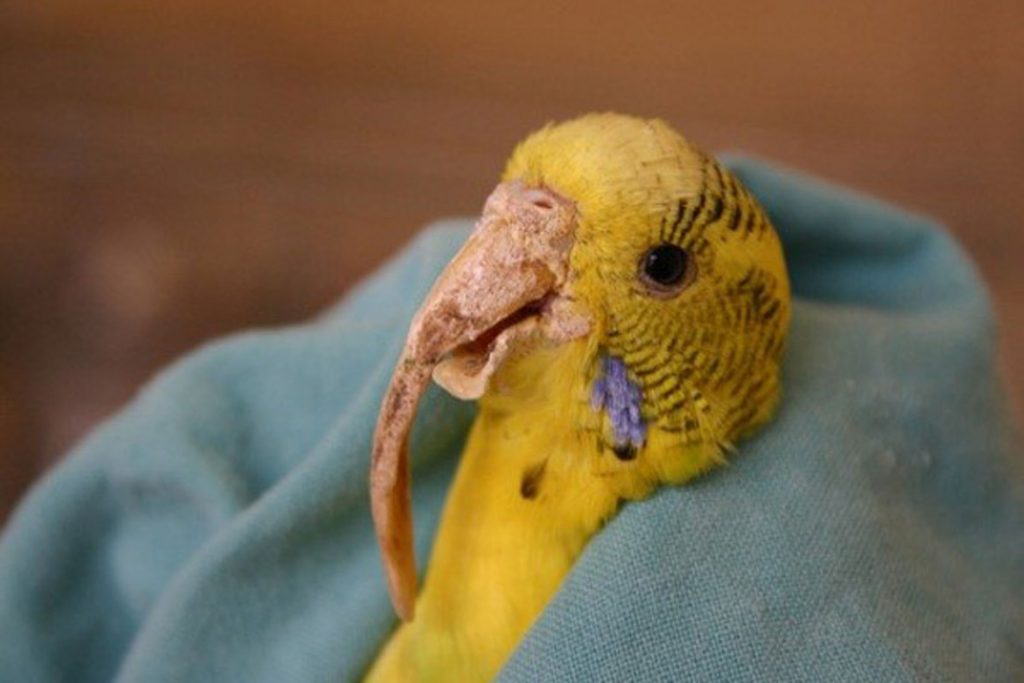 Поражение клещом волнистого попугая – Кнемидокоптоз