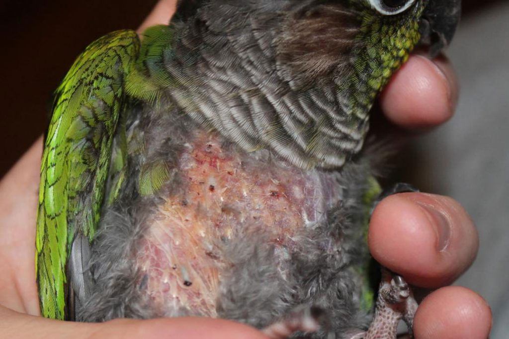 Поражение клещом волнистого попугая – симптомы
