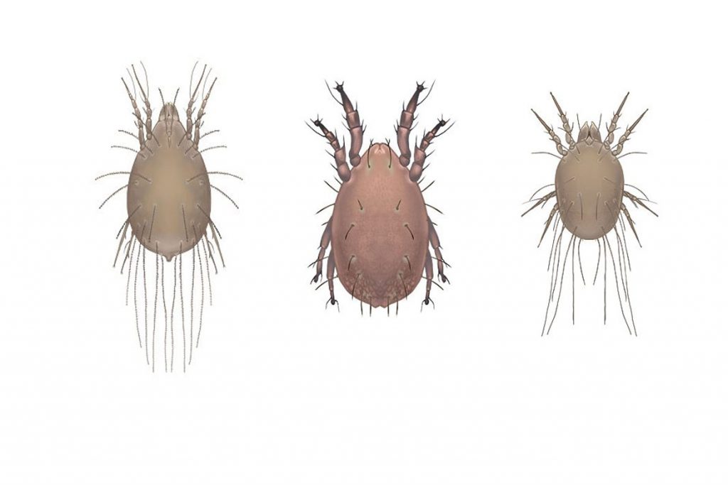 Пылевые (Dermatophagoides) постельные клещи – волосатые клещи