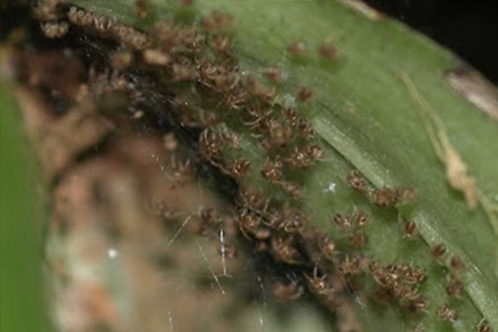 Виды клещей паразитирующих на орхидеях панцирный паутинный Орибатида паутинный
