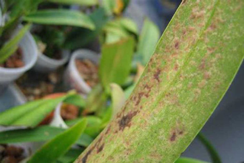 Виды клещей паразитирующих на орхидеях панцирный паутинный Орибатида зараженные