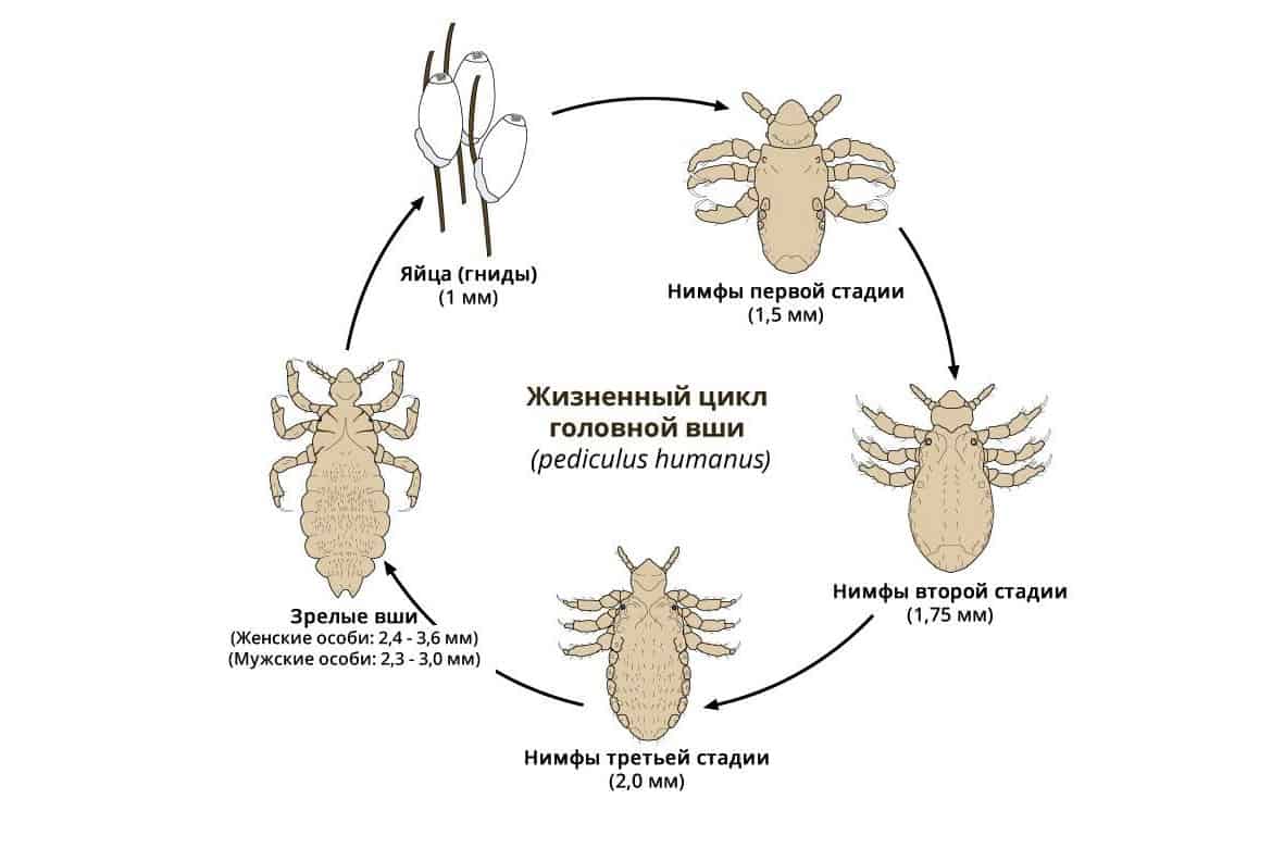 Какой цифрой обозначено на рисунке яйцо головной вши