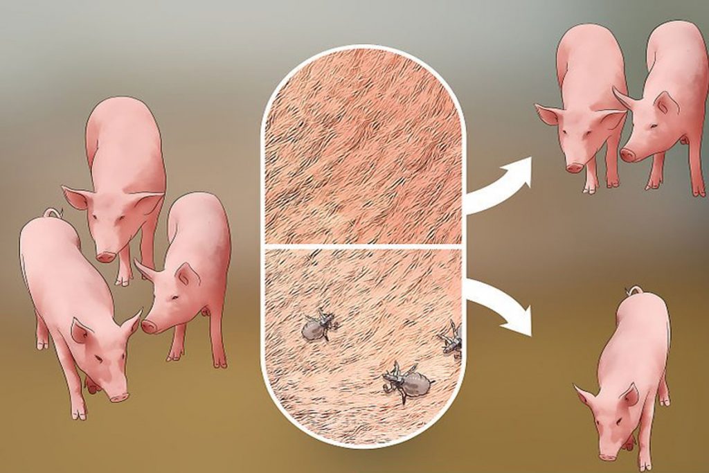 Вши у свиней – описание, фото, как заражается животное - заболевания