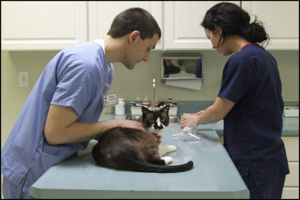 Что делать, если кота укусил Иксодовый клещ – как выглядит укус, первые симптомы, чем опасен и как помочь любимцу лечение клещевого энцефалита