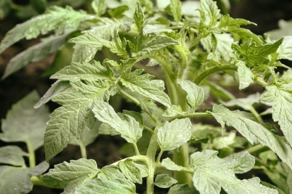 10 способов борьбы с земляничным клещом на клубнике - томатные листья