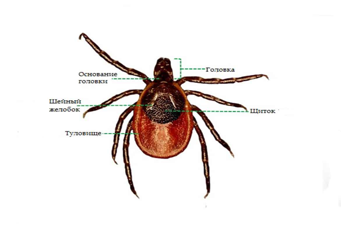 Иксодовый клещ картинка