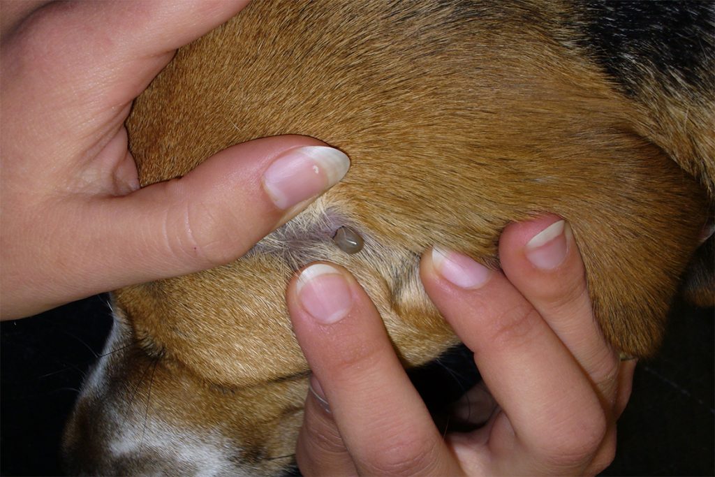 Клещи у собаки: виды, симптомы, как выглядят иксодовый клещ