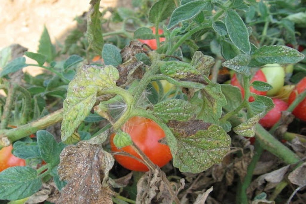 Как бороться с паутинным клещом - на томатах
