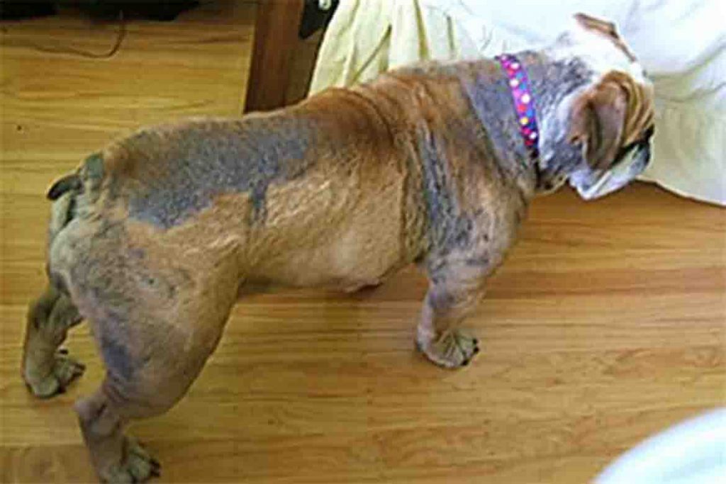 Подкожный клещ у собаки симптомы генерализованного демодекса