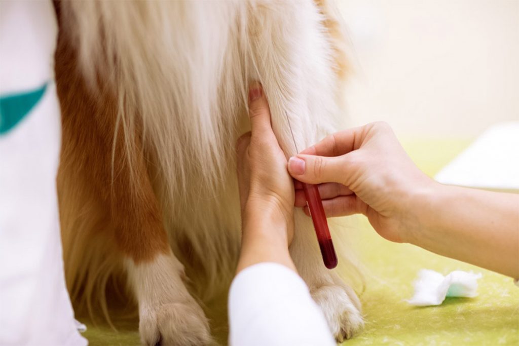 Прививка от клещей для собак: как и когда ее делают – отзывы ветеринаров, подготовка к вакцинации