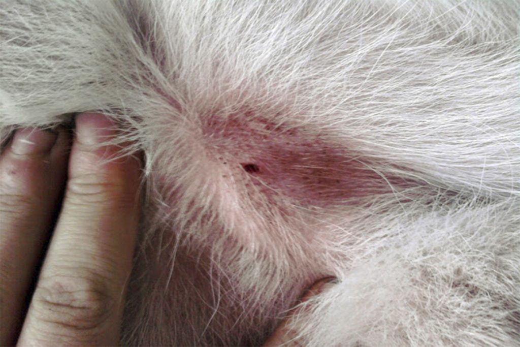 Шишка после укуса клеща у собаки – что это, почему она образовалась, как от неё избавиться, воспаление в месте укуса