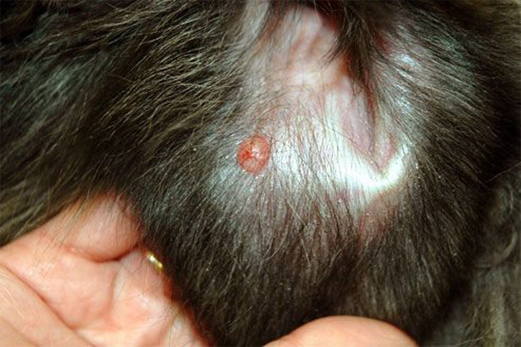 Шишка после укуса клеща у собаки – что это, почему она образовалась, как от неё избавиться, шишка на ухе