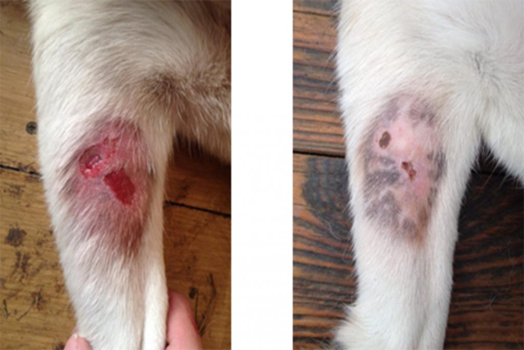 Шишка после укуса клеща у собаки – что это, почему она образовалась, как от неё избавиться, инфицирование укуса