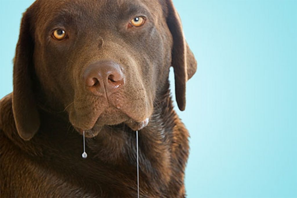 Симпарика (Simparica) для собак и щенков – инструкция по применению жевательных таблеток от блох и клещей, побочные последствия и симптомы передозировки