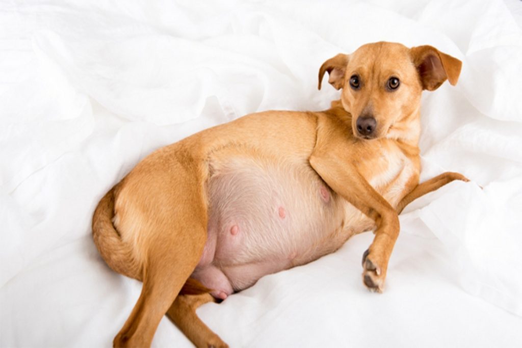 Симпарика (Simparica) для собак и щенков – инструкция по применению жевательных таблеток от блох и клещей, применение у беременных собак