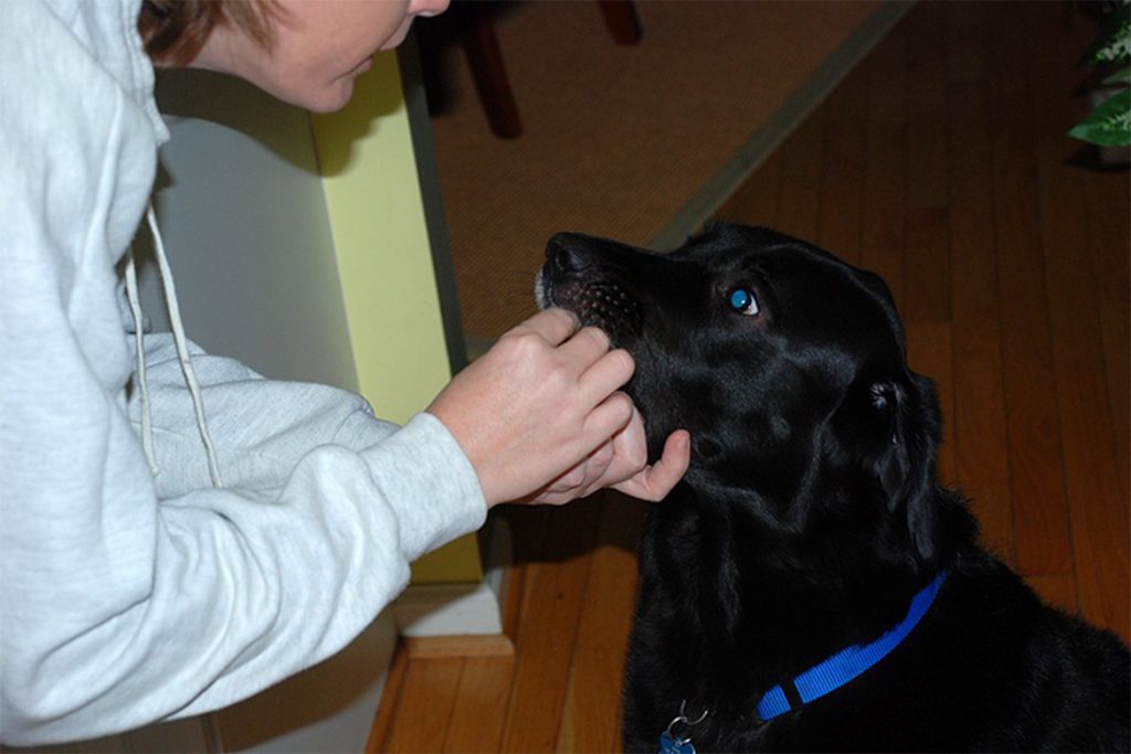 Симпарика (Simparica) для собак и щенков – инструкция по применению жевательных таблеток от блох и клещей, отзывы
