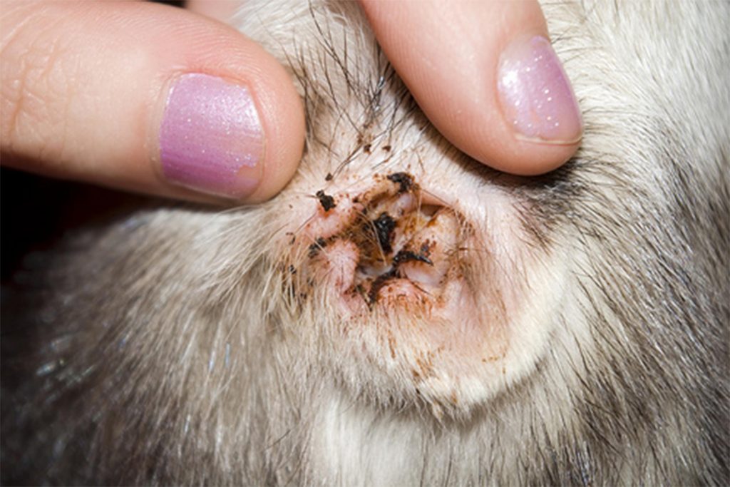 Ушной клещ (Отодектоз) у собак – как выглядит, симптомы, чем опасен и как от него избавиться раз и навсегда
