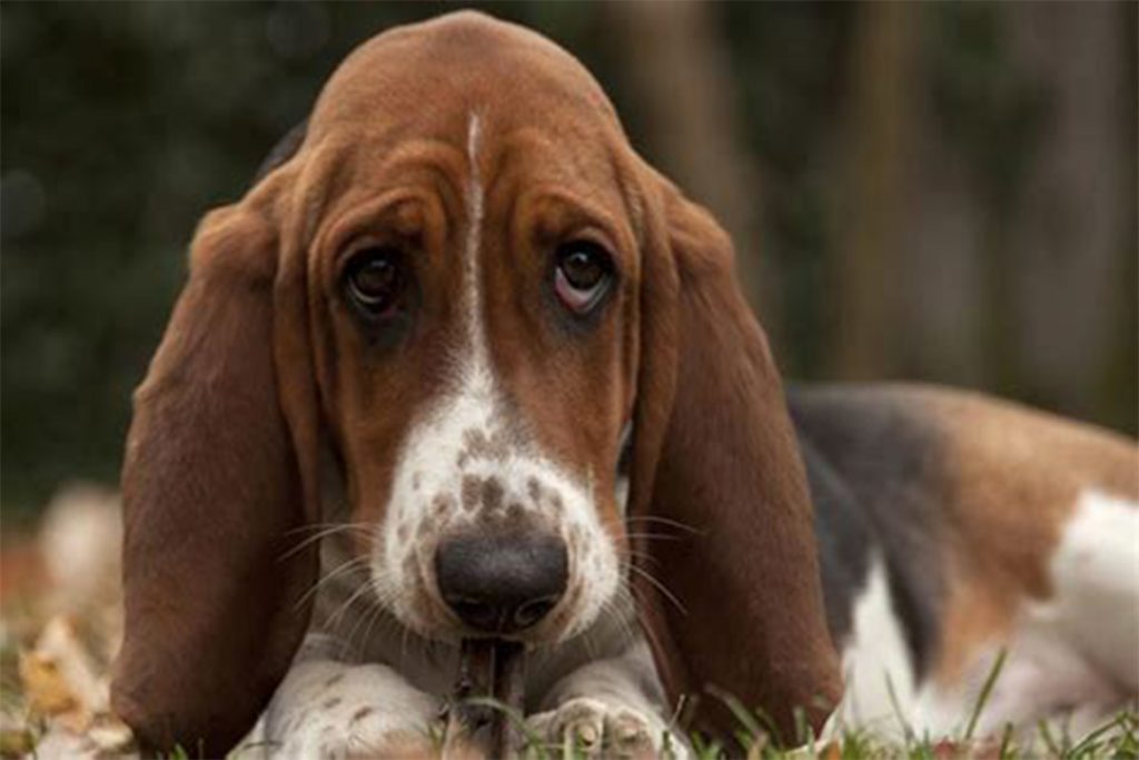 Ушной клещ (Отодектоз) у собак – как выглядит, симптомы, чем опасен и как от него избавиться раз и навсегда, породы собак, которые чаще заболевают